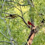 Wildlife