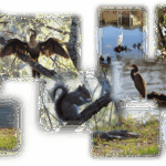 Wildlife around the pond